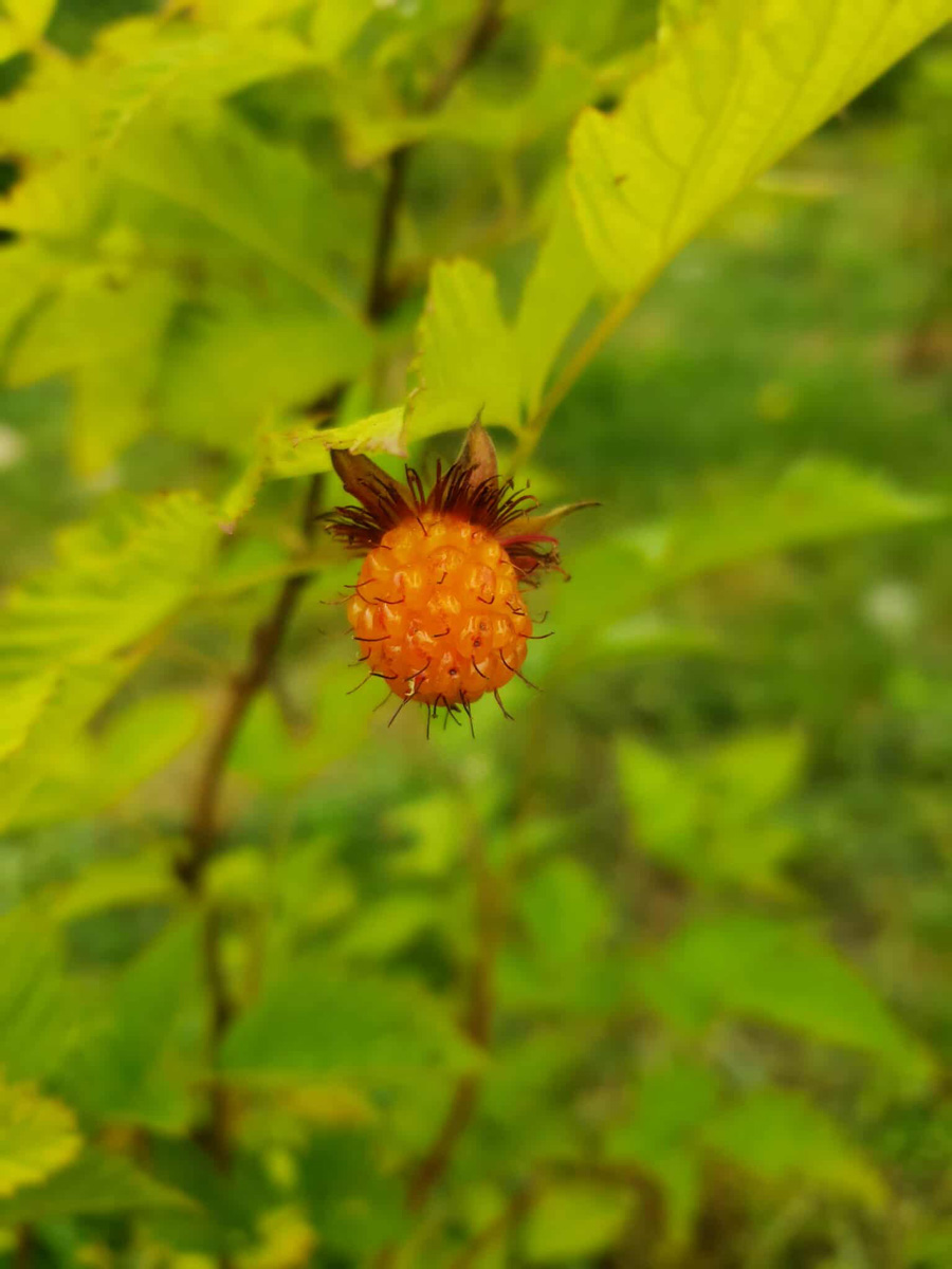 Salmonberry